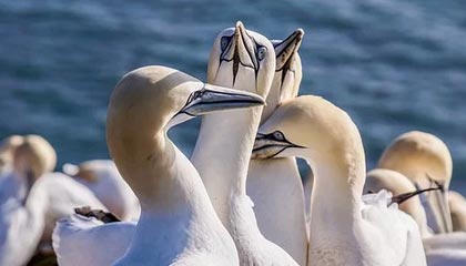 开云体育-中国篮球联赛引进多名海外球员，篮球队中国