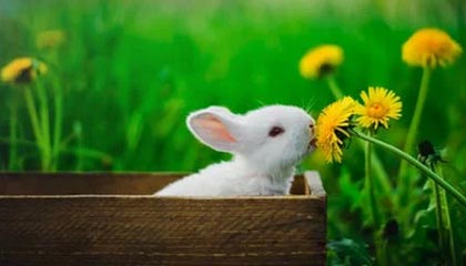 开云体育-中国篮球联赛引进多名海外球员，篮球队中国